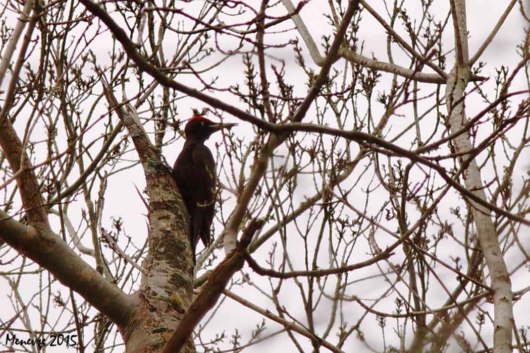 Black Woodpecker